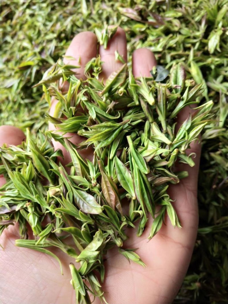 小叶苦丁茶头采米芽自产自销