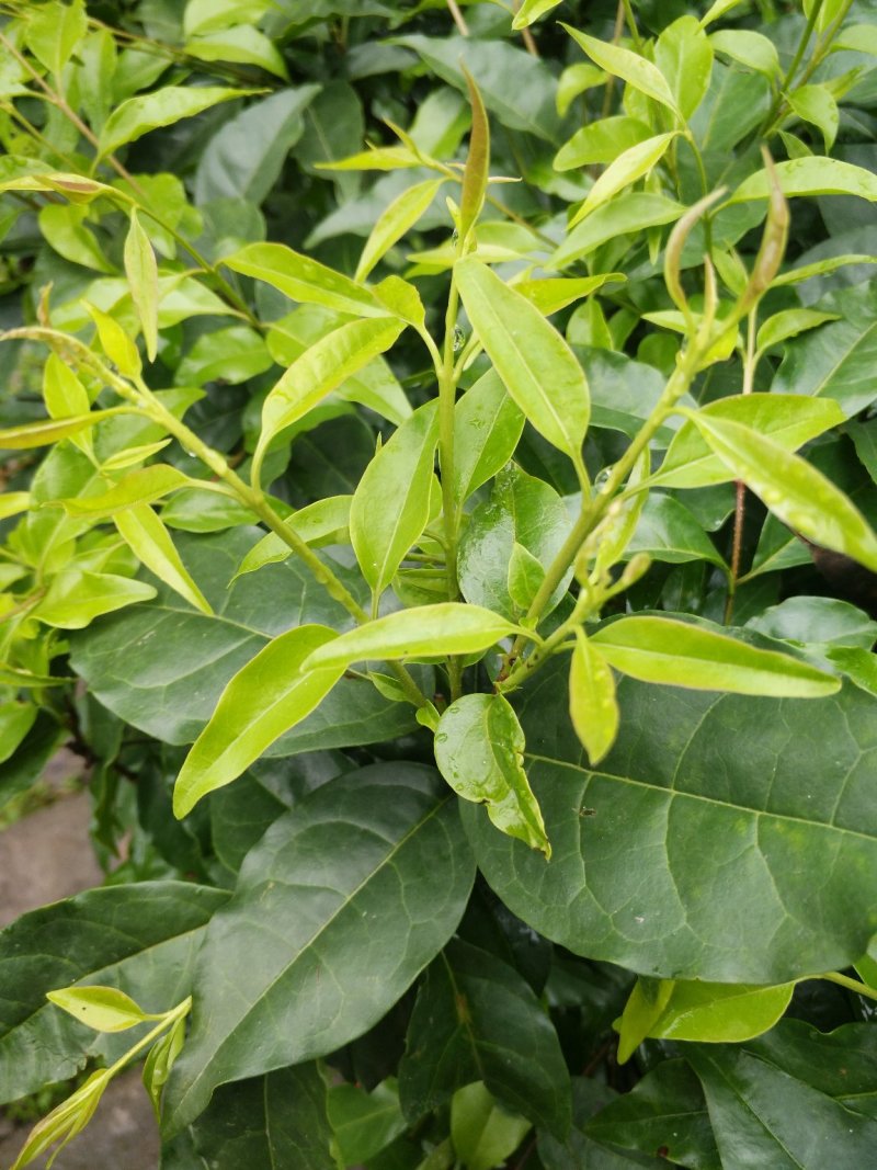 小叶苦丁茶头采米芽自产自销
