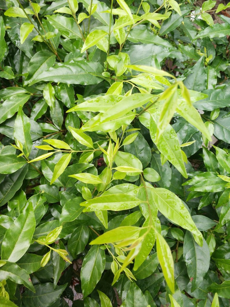 小叶苦丁茶头采米芽自产自销