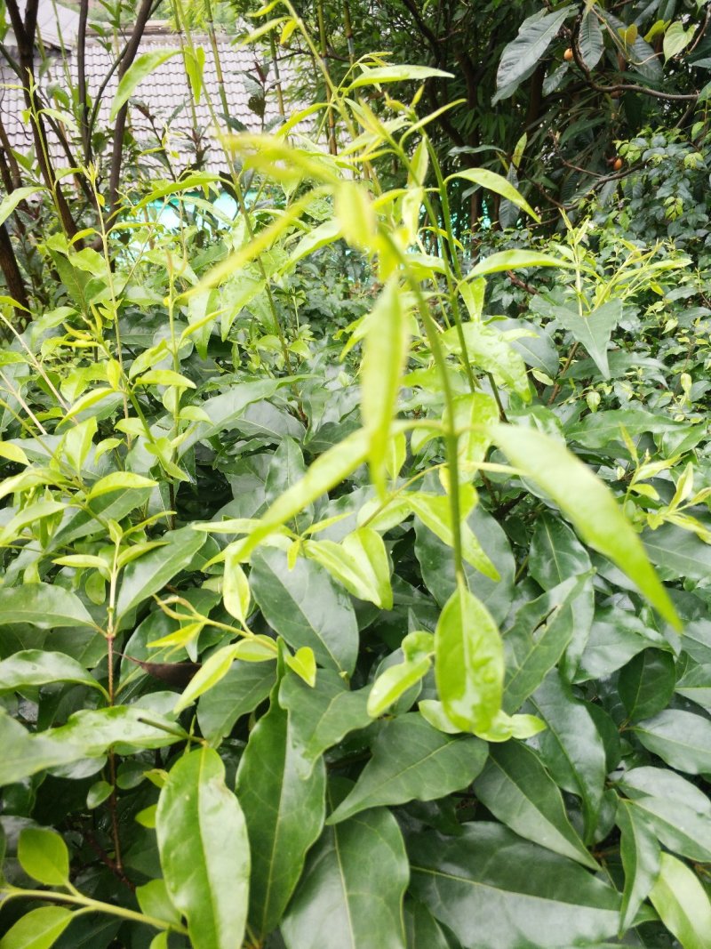 小叶苦丁茶头采米芽自产自销