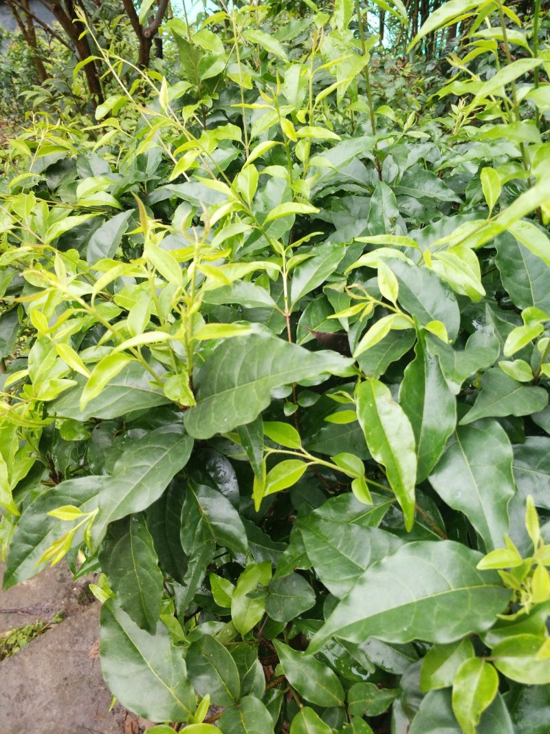 小叶苦丁茶头采米芽自产自销