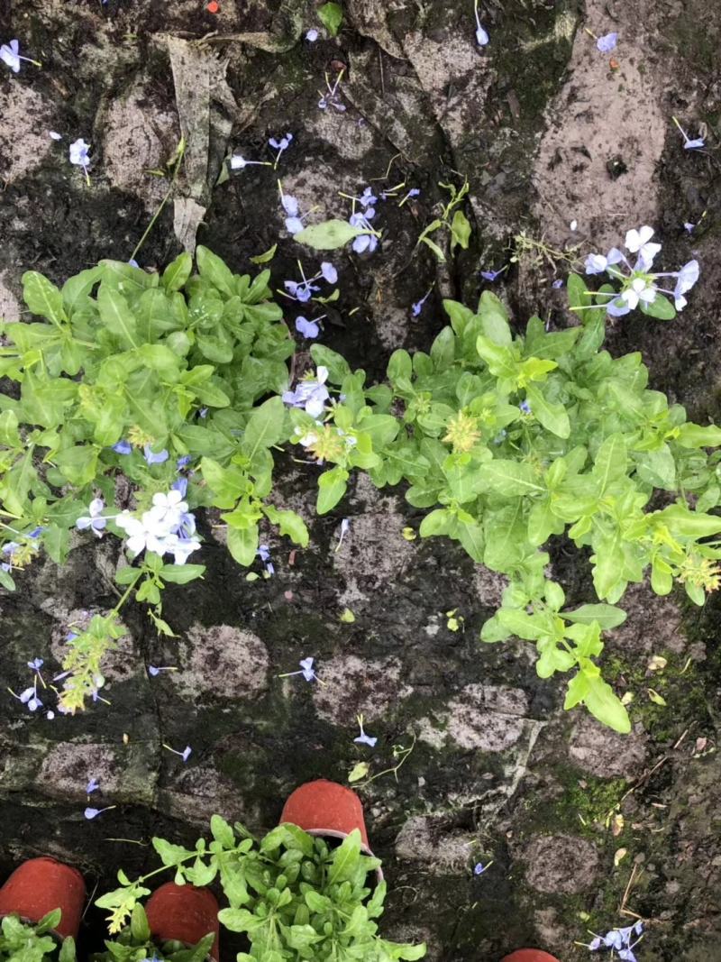 蓝雪花杯苗双色杯开花的蓝雪花数量多欢迎咨询了解