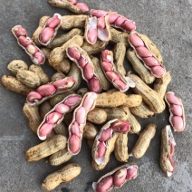四粒红花生红皮花生鲜货带壳质量保证欢迎考察询单