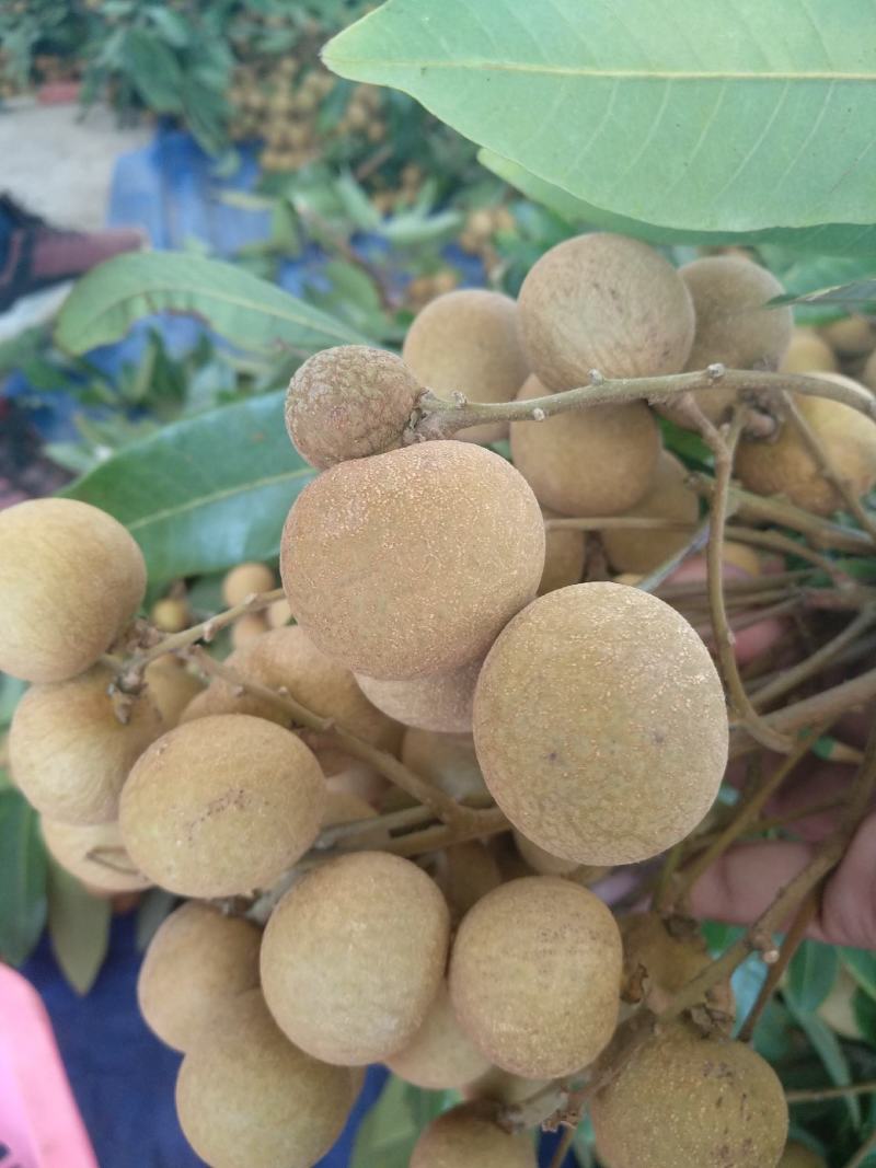 储良，大量上市，一手货源，产地直销，价格亲民