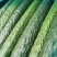 津美8-225公分以上干花带刺