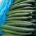 津美8-225公分以上干花带刺