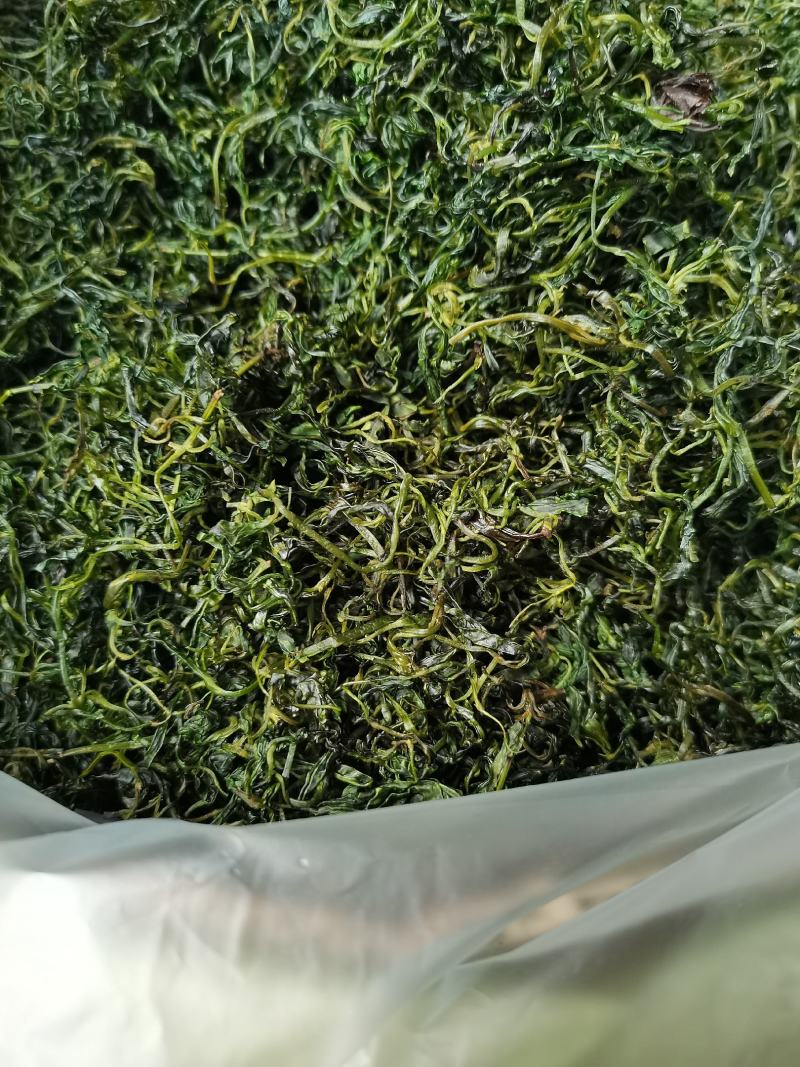 小叶苦丁茶，批发，零售自产自销欢一件也是批发价