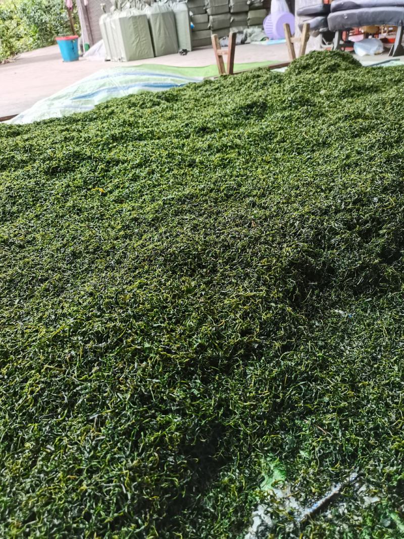 小叶苦丁茶，批发，零售自产自销欢一件也是批发价