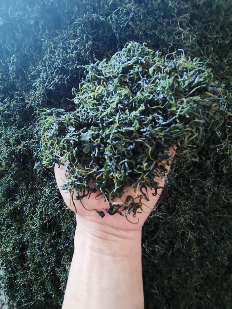 小叶苦丁茶，批发，零售自产自销欢一件也是批发价