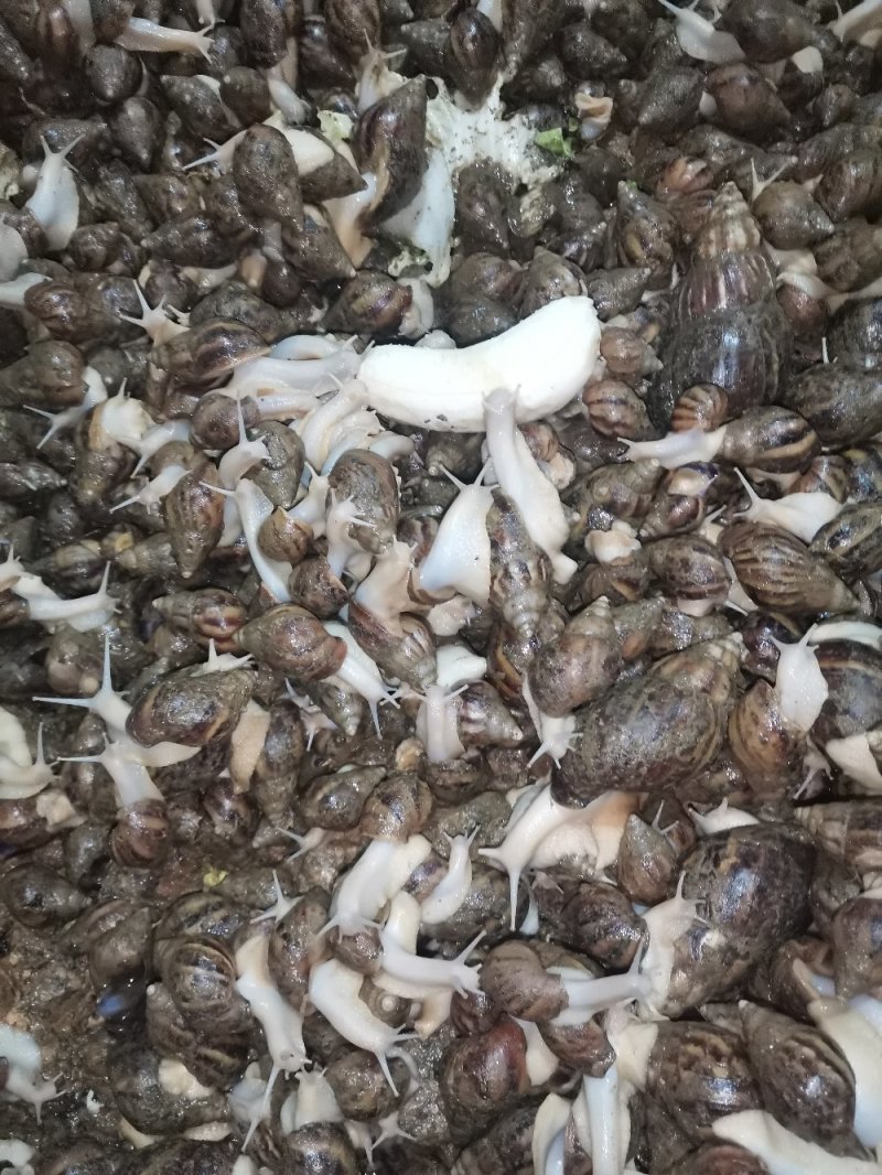 大量白玉蜗牛出售，欢迎前来订购