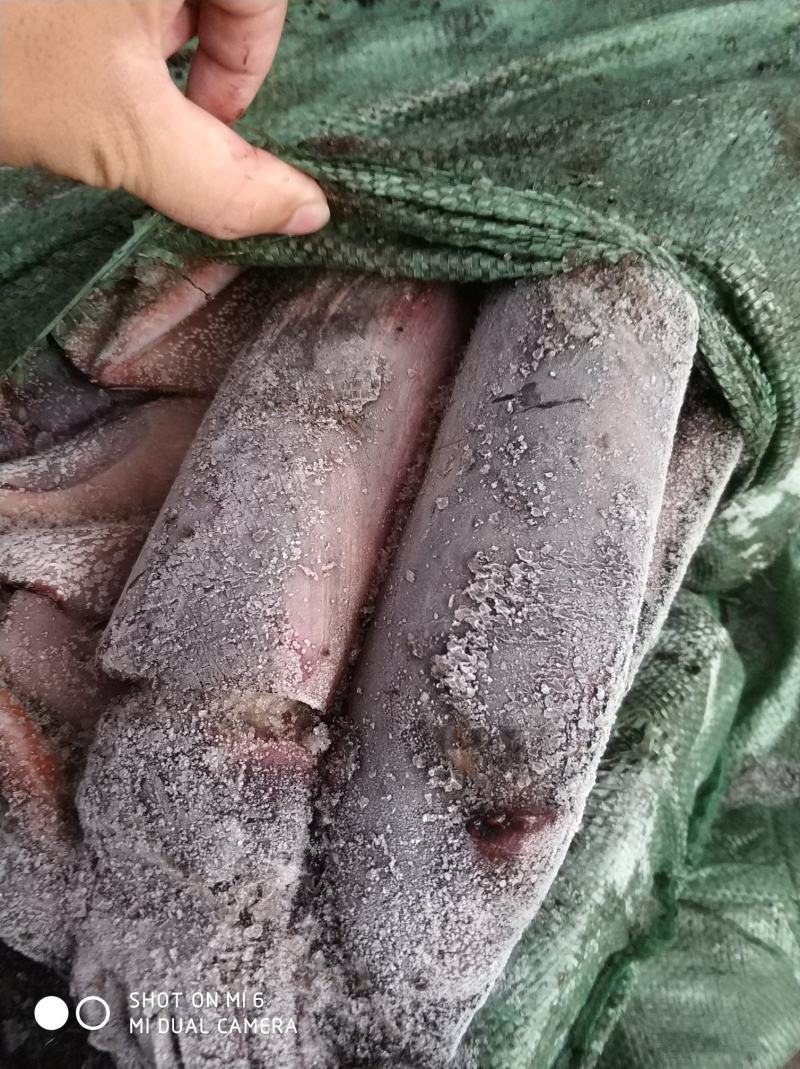 北部湾鱿鱼，南海船冻红鱿，烧烤铁板做串鱿鱼花加工