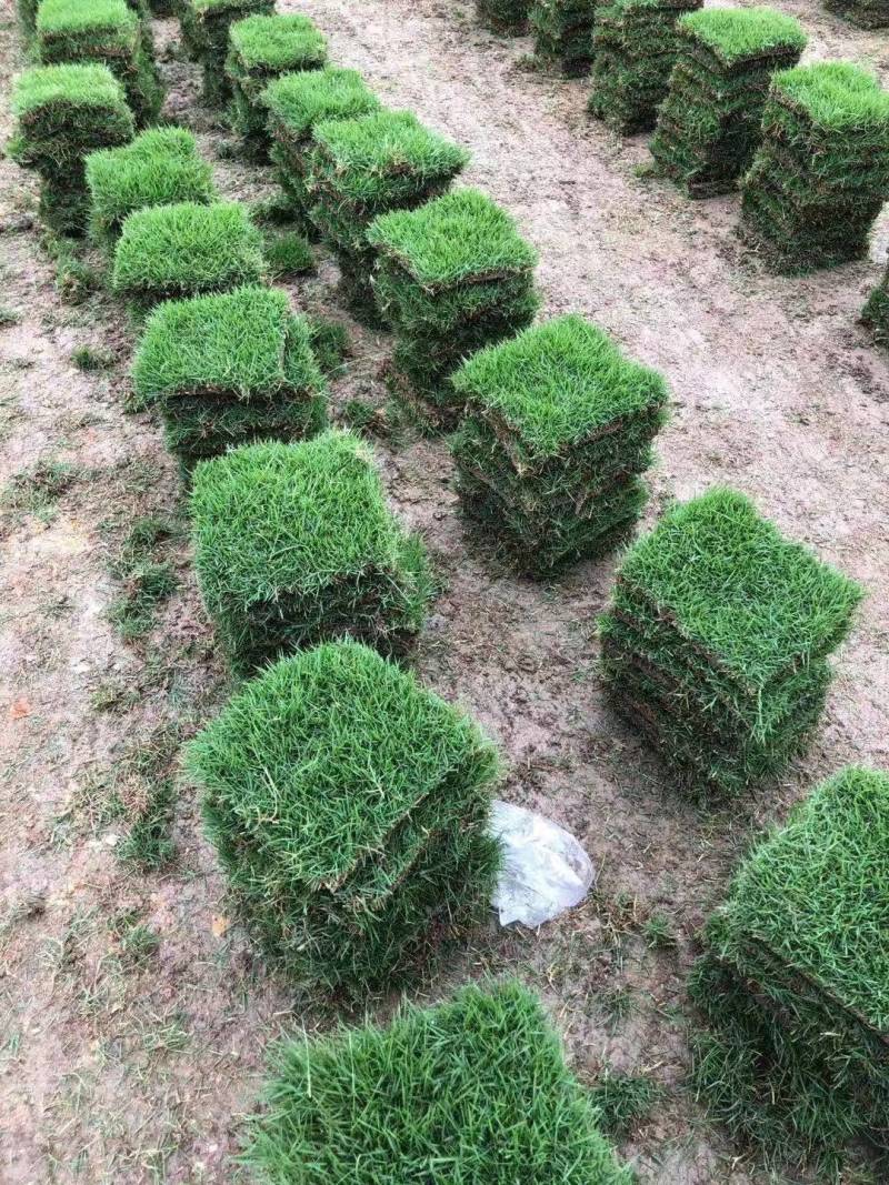 大叶油草，台湾草，马尼拉草