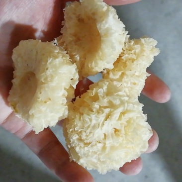 原产地厂家直销椴木小银耳干银耳规格齐全包售后
