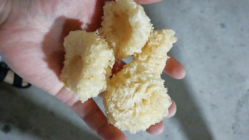原产地厂家直销椴木小银耳干银耳规格齐全包售后