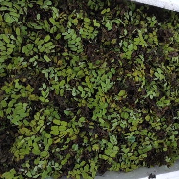 槐叶萍！农户价（数量足，价格优.质量好）欢迎各位老板采购