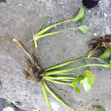 雨久花！农户价（数量足，价格优.质量好）欢迎各位老板采购