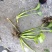 雨久花！农户价（数量足，价格优.质量好）欢迎各位老板采购