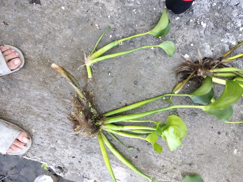 雨久花！农户价（数量足，价格优.质量好）欢迎各位老板采购