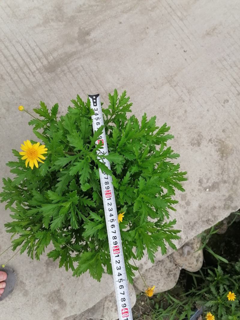 24杯木春菊大杯木春菊苗冠幅相当饱满