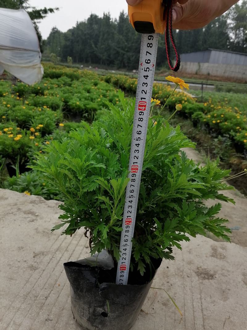 24杯木春菊大杯木春菊苗冠幅相当饱满