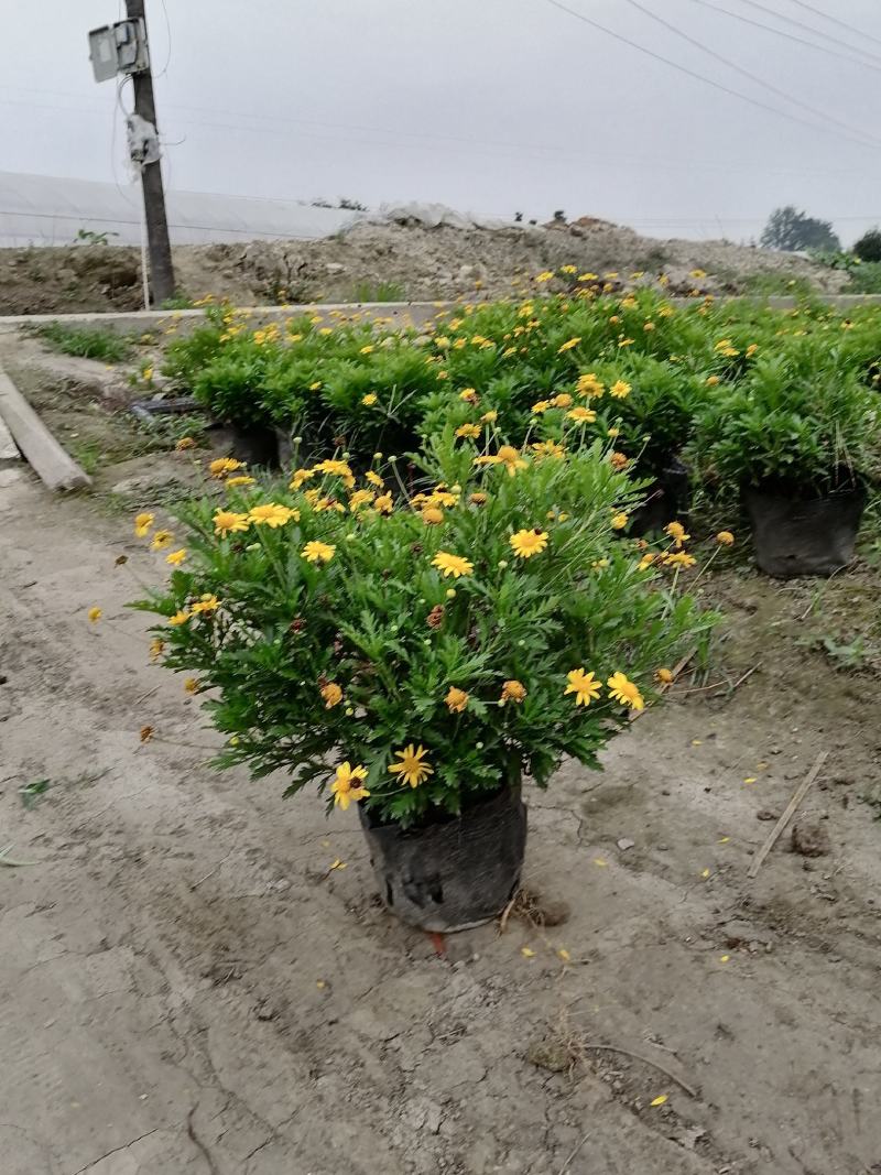 24杯木春菊大杯木春菊苗冠幅相当饱满