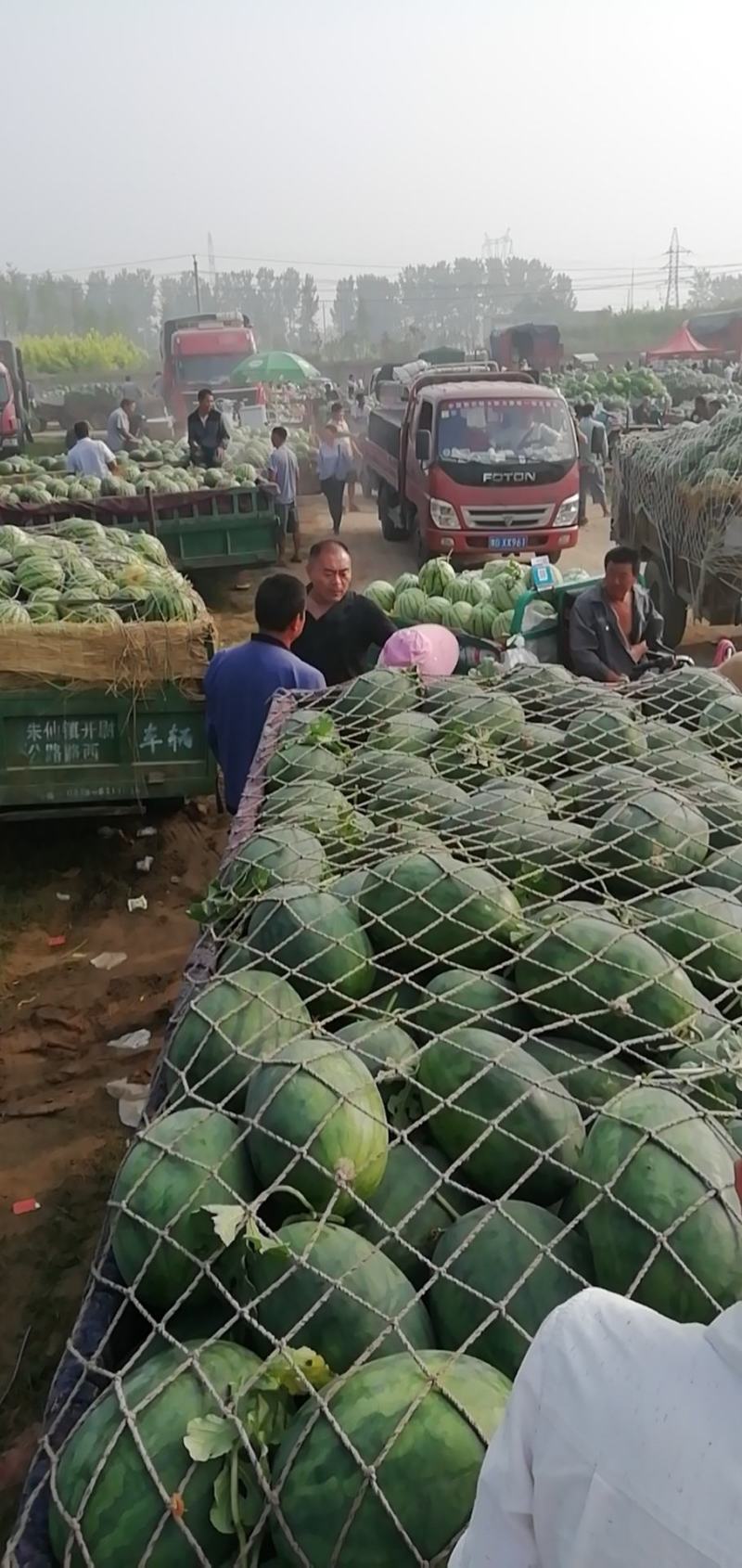 龙卷风西瓜大量上市需要的联系
