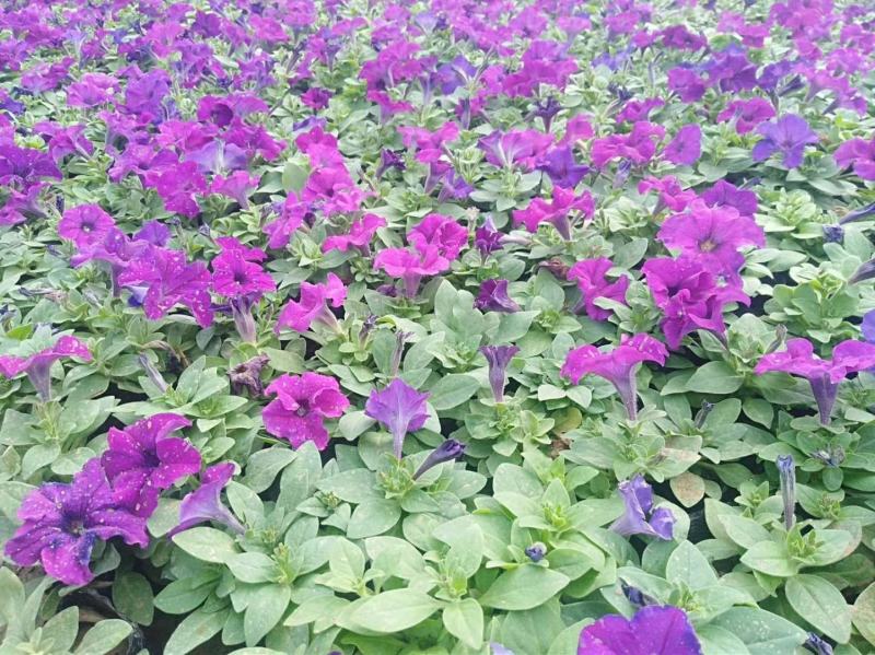 矮牵牛花，垂吊牵牛，粉，红，玫红，紫色。