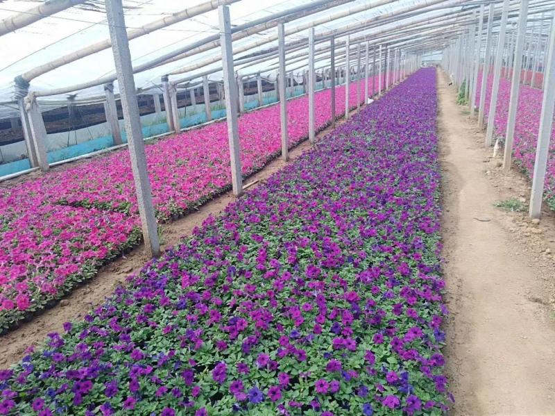 矮牵牛花，垂吊牵牛，粉，红，玫红，紫色。