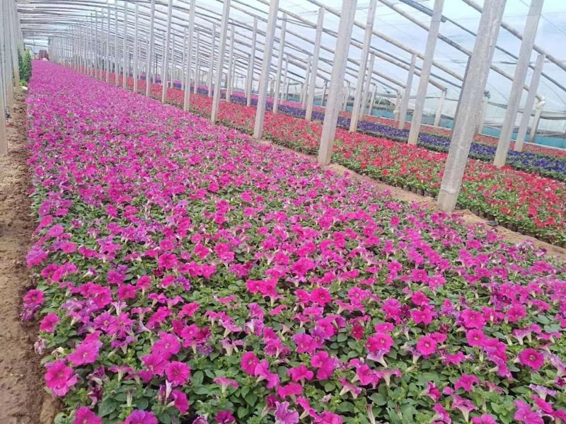 矮牵牛花，垂吊牵牛，粉，红，玫红，紫色。