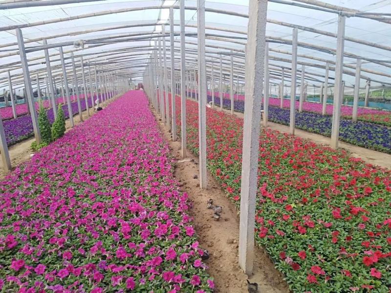 矮牵牛花，垂吊牵牛，粉，红，玫红，紫色。