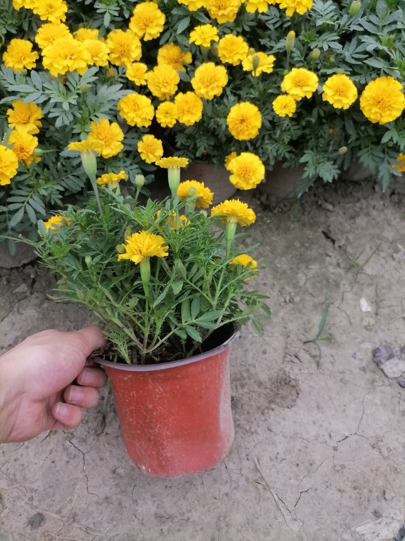 孔雀草实图，孔雀草双色杯价格多少，孔雀草成都货源