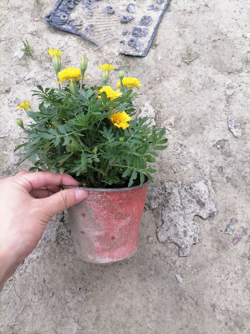 孔雀草实图，孔雀草双色杯价格多少，孔雀草成都货源