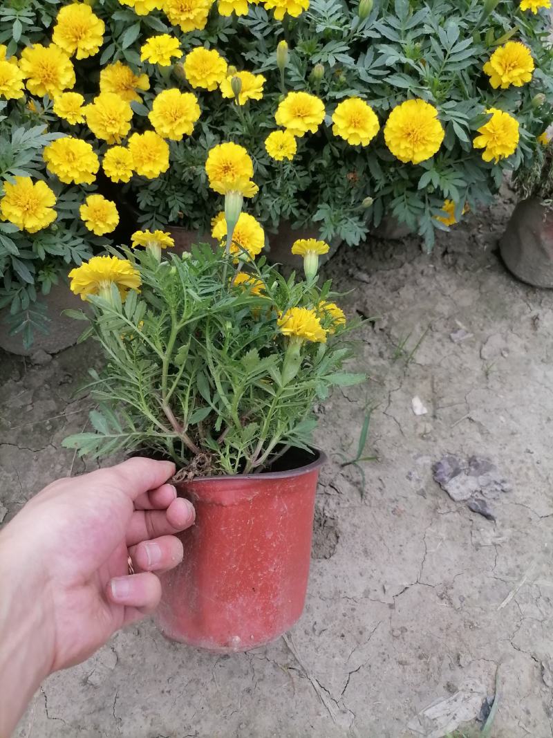 孔雀草实图，孔雀草双色杯价格多少，孔雀草成都货源