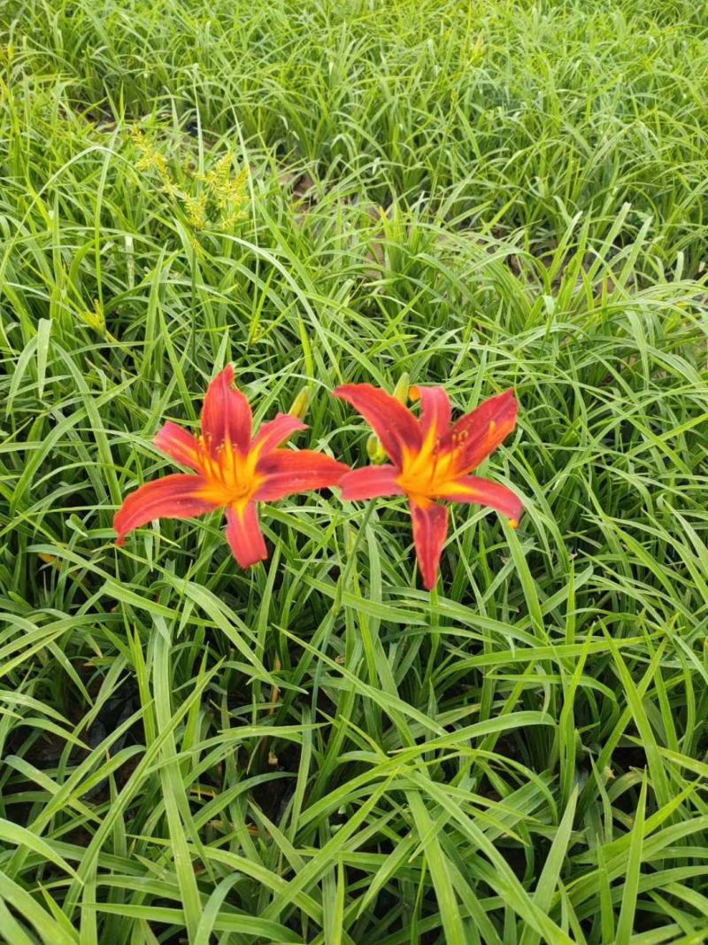 大花萱草