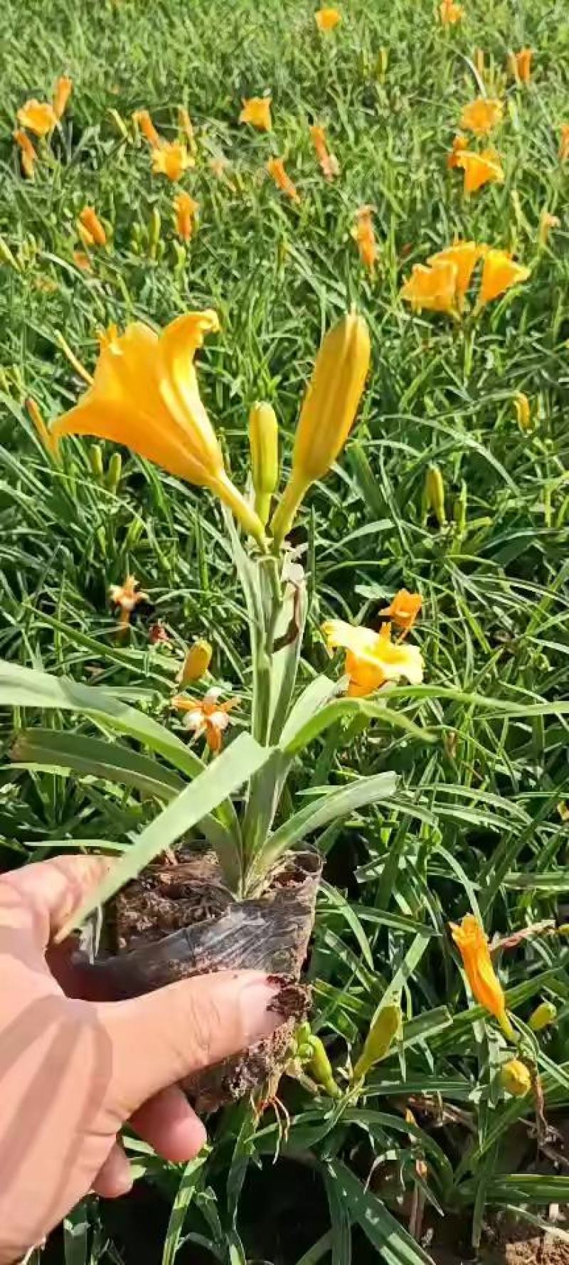 大花萱草