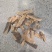 椿皮，椿树皮个，片都有，质量保证！