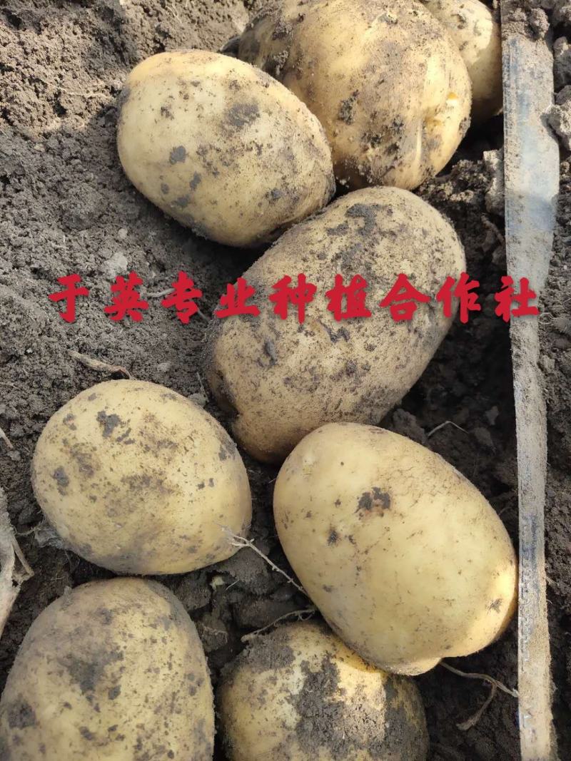 尤金885土豆通货2两以上