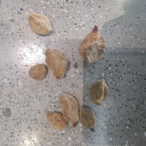 碧桃干，瘪桃干，质量保证，量大从优