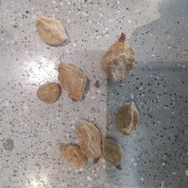 碧桃干，瘪桃干，质量保证，量大从优