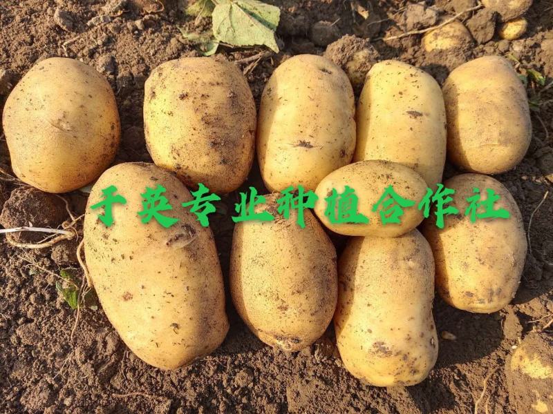 尤金885土豆通货2两以上