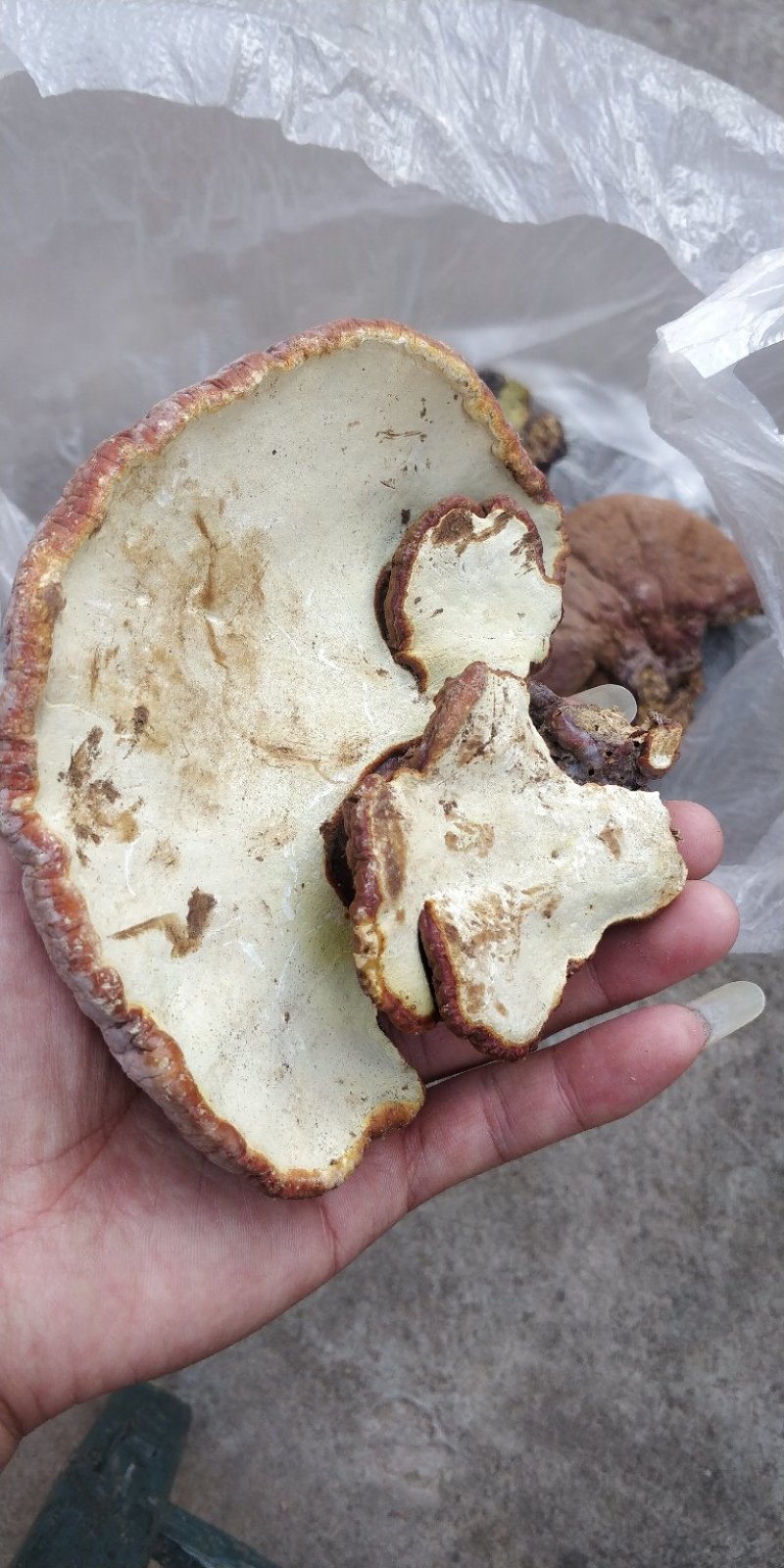 云南大山野生灵芝，药用价值高。送人有面子
