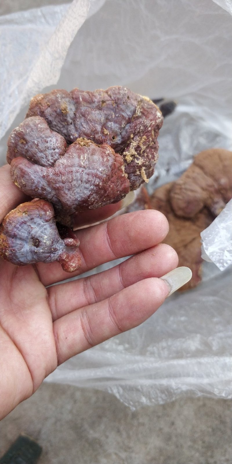 云南大山野生灵芝，药用价值高。送人有面子