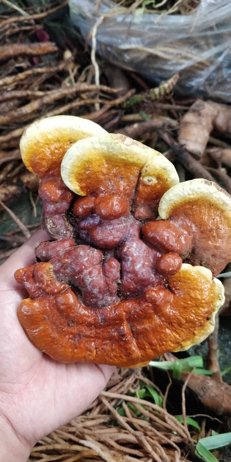 云南大山野生灵芝，药用价值高。送人有面子