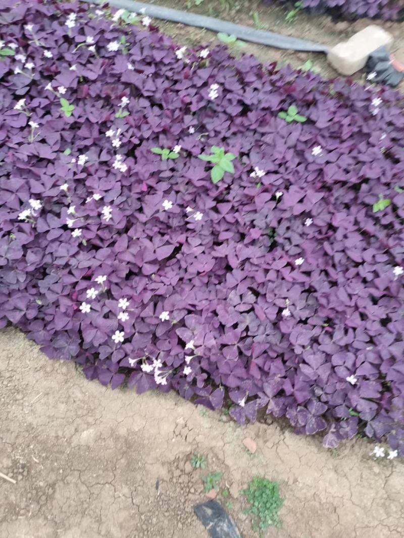 紫叶榨浆草，绿叶醡浆草，