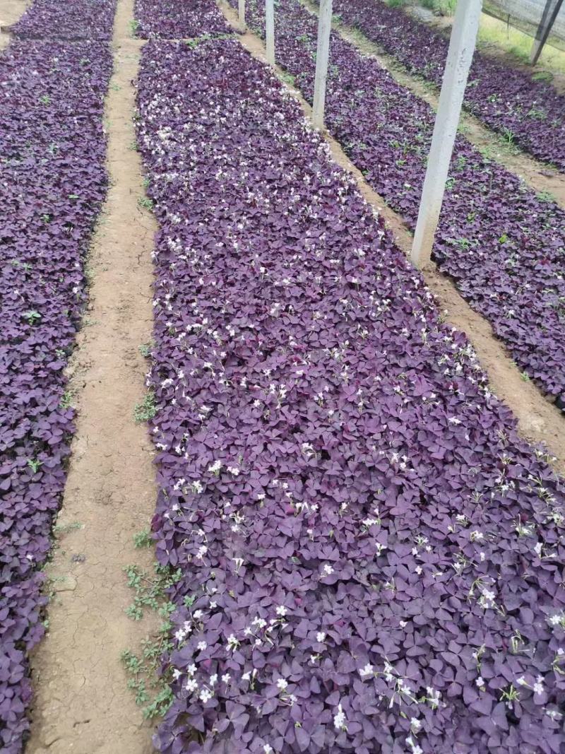 紫叶榨浆草，绿叶醡浆草，