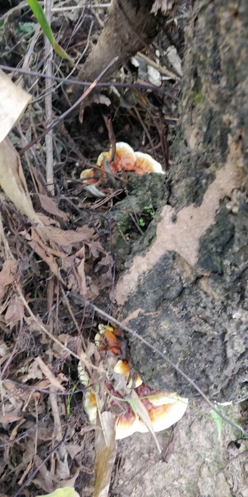 云南大山野生灵芝，药用价值高。送人有面子