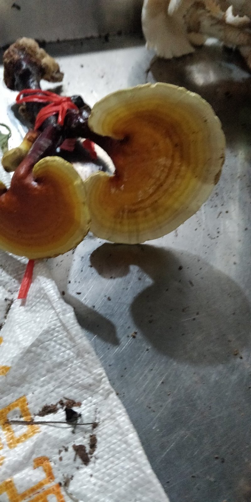 云南大山野生灵芝，药用价值高。送人有面子