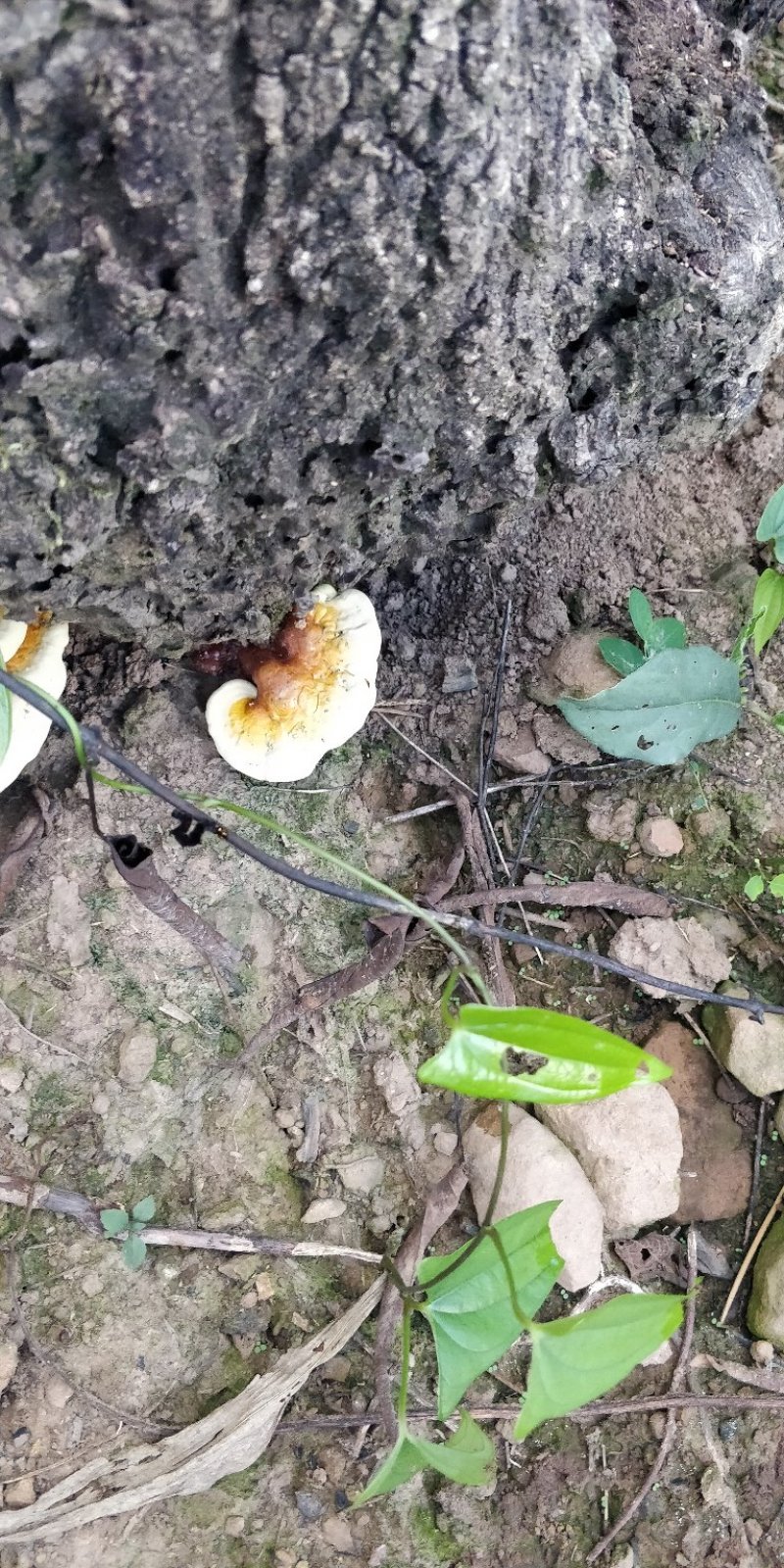 云南大山野生灵芝，药用价值高。送人有面子