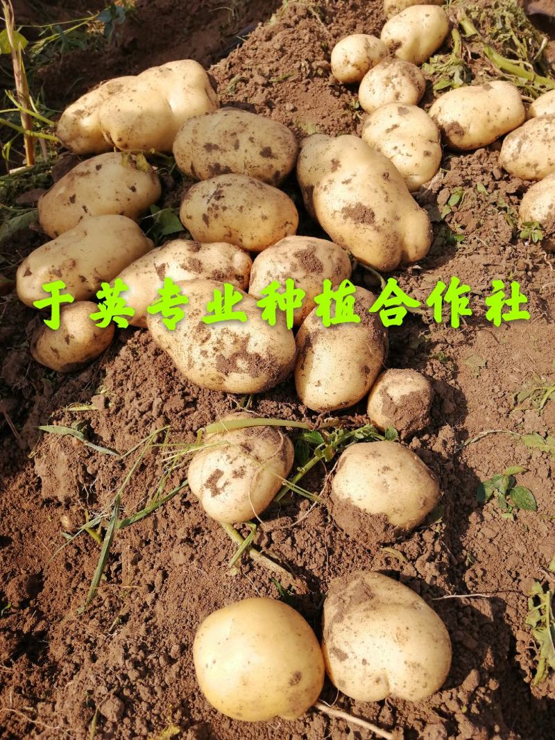 【诚信经营】荷兰系列，延薯系列，黄金薯，尤金大量上市啦