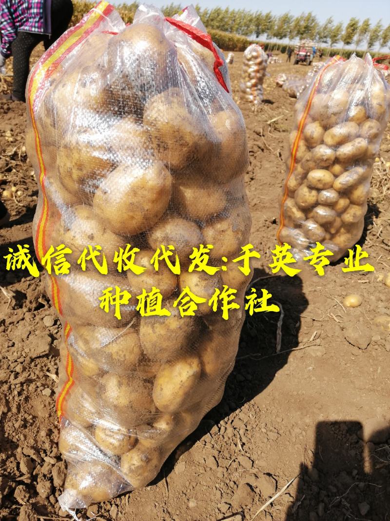 黄金薯，尤金，杠三七，荷兰系列，延薯四杠二土豆，大量上市